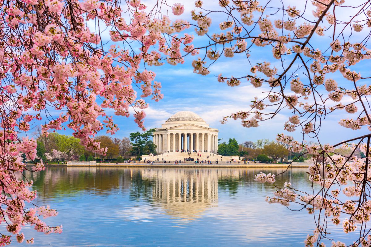 Cherry blossoms at the Thomas Jefferson Memorial