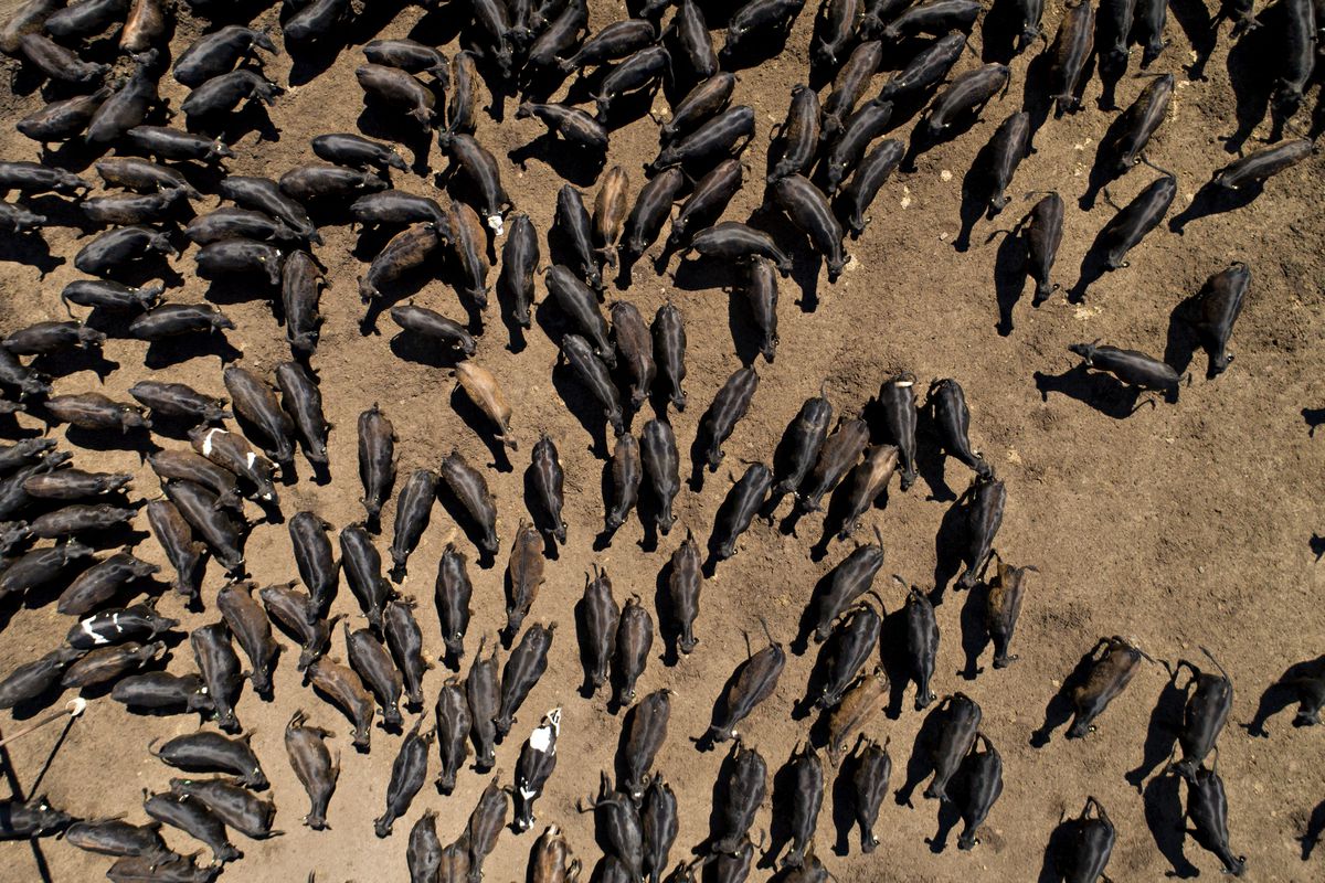 An aerial shot of a few dozen cattle outside in a feedlot.