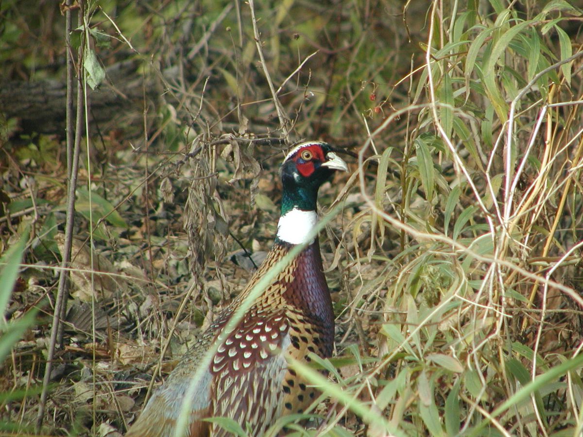 Stock photo of a pheasant in the field at Kankakee River State Park. Credit: Dale Bowman
