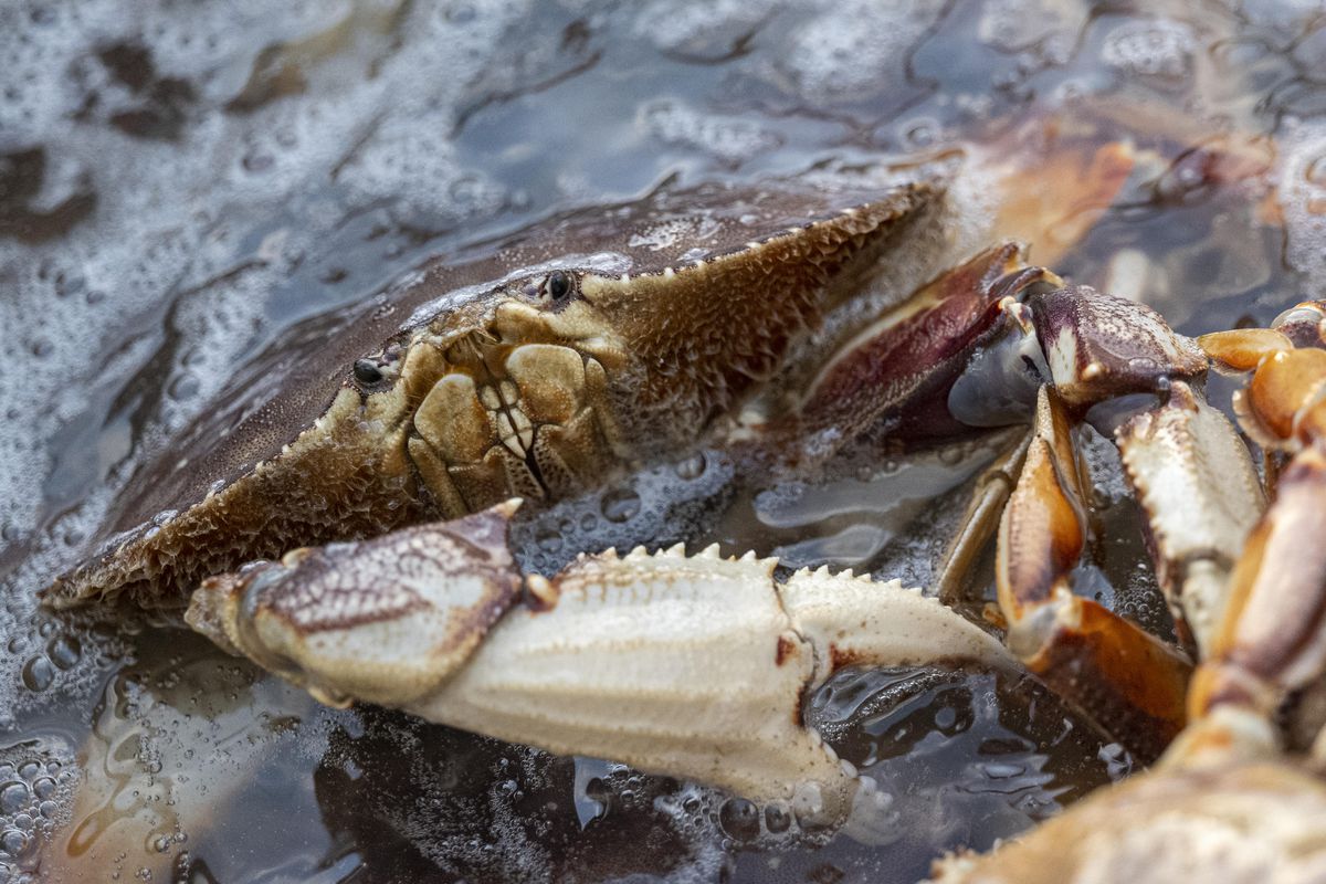 A Dungeness crab pokes out of the water in San Francisco 