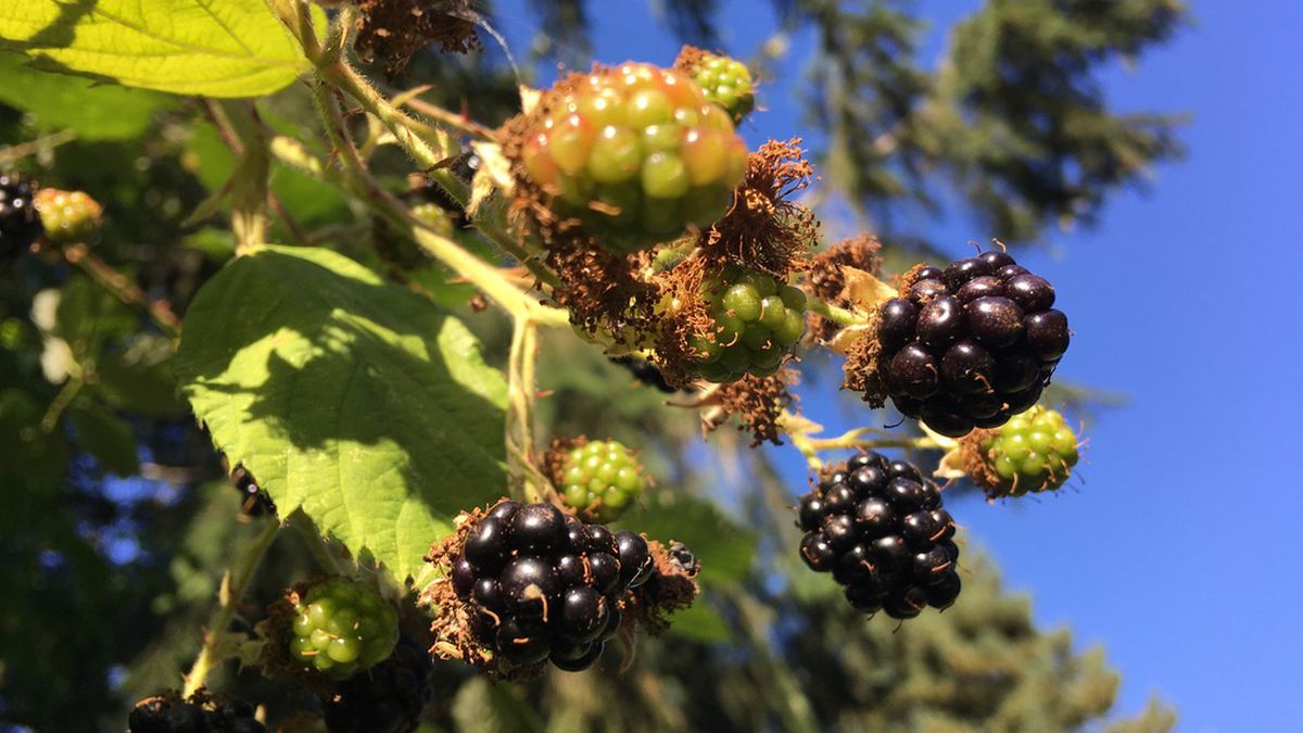 A few of a blackberry bush with ripe fruit on a clear, sunny day