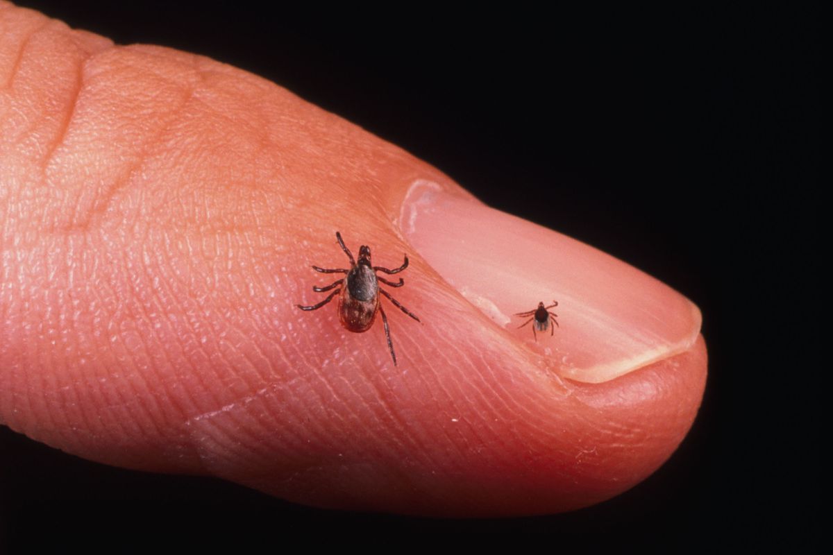 Close Up Of An Adult Female And Nymph Tick Is Shown June 15 2001 On A Fingertip Ticks