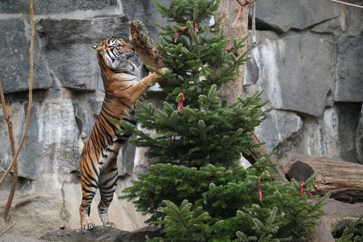 Animals Snack On Post-Christmas Delights At Berlin Zoo