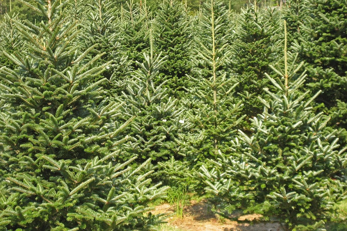 Fishlake National Forest is selling permits for freshly cut Christmas trees.