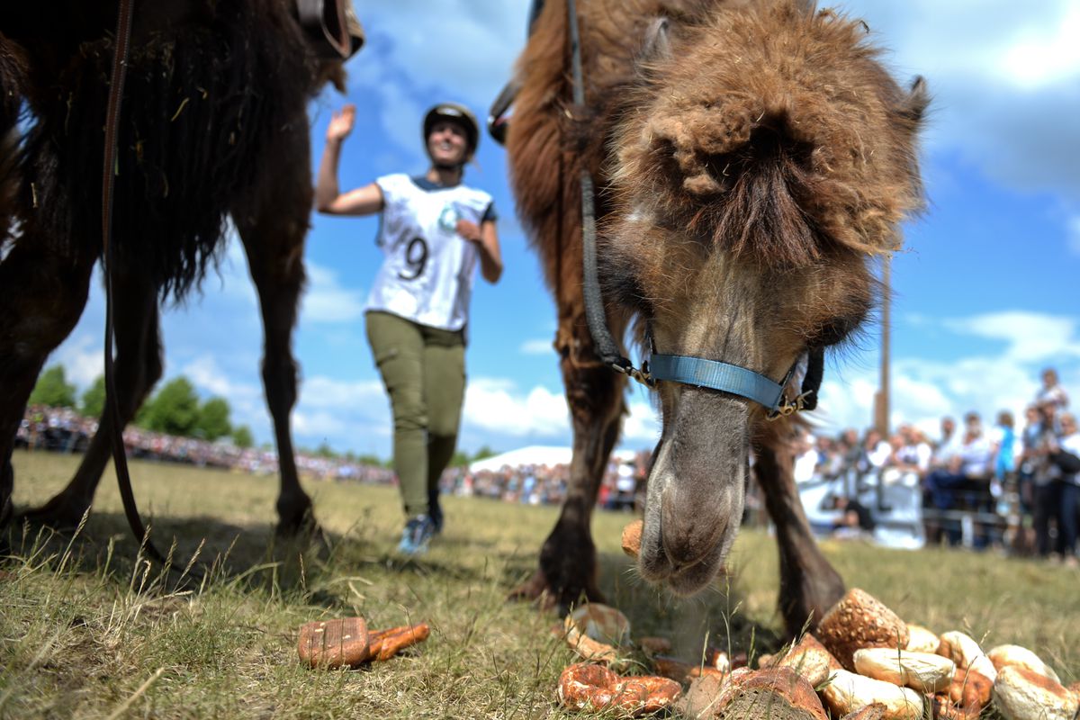 Camels Compete Against Oxen In Bavarian Race