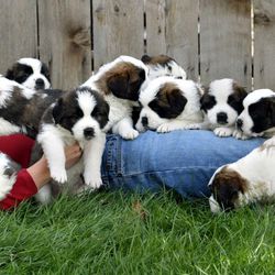 Sierra Smart plays with 11 5-week-old St. Bernard puppies in her  Salt Lake City yard on April 28, 2002. The dog she fostered for the human society gave birth to the pups. She raised them until they were ready for adoption.
