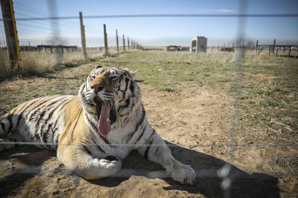 Wild Animal Sanctuary In Colorado Home To Almost 40 Tigers From Wildly Popular Documentary Of Joe Exotic “Tiger King”