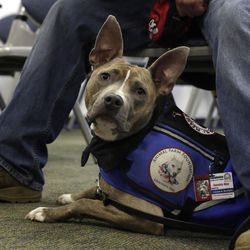 Former U.S. Marine Joe Bonfiglio, 24, sits with his pit bull assistance dog Zen at his feet, in a classroom on the campus of Mercy College, in Dobbs Ferry, NY, Wednesday, Feb. 4, 2015. Zen has allowed Bonfiglio, 24, who was diagnosed with post-traumatic stress disorder , to get back to everyday activities.  The Animal Farm Foundation in Dutchess County, New York, wants to change the stigma of pit bull dogs by training and donating rescued dogs to guide the blind and push wheelchairs or help people regain their mobility and avoid falls.  