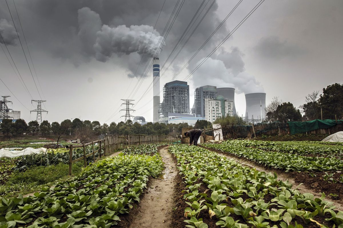 A man bends over a field of leafy green vegetables in the foreground, while steam rises from a coal plant in the background. 