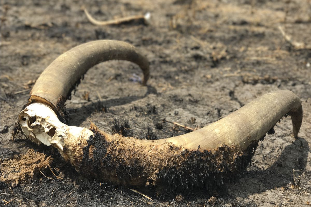 Cow horns found in the grass a few miles from Leer town. For South Sudanese people, cows are a hugely important income source and way of feeding themselves. They are also often stolen during conflicts, leaving the owners destitute.
