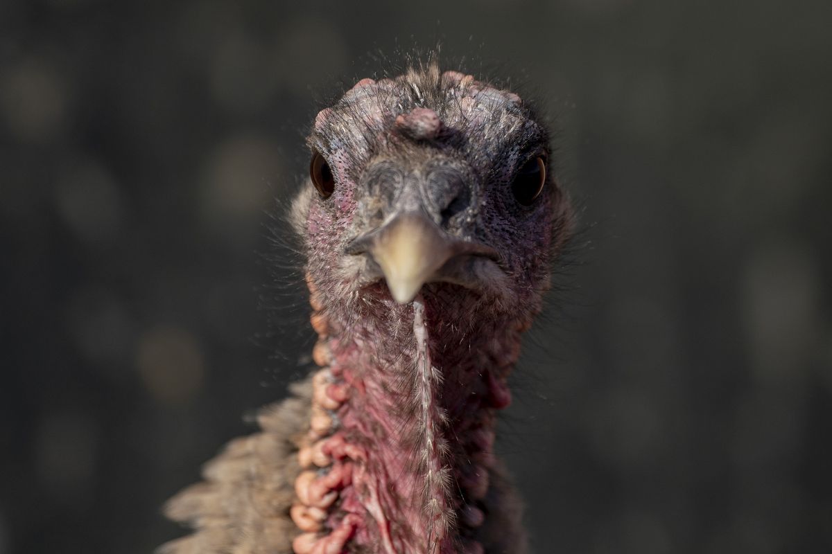 A Turkey Farm Ahead Of Thanksgiving Holiday