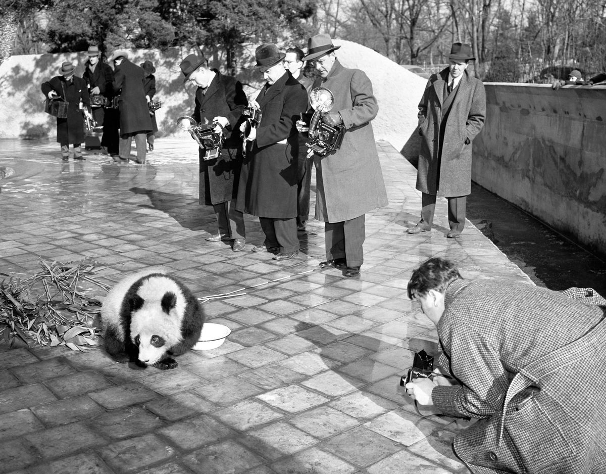 A black-and-white photo of several photographers with bulky cameras taking photos of a small panda cub. One of the photographers is crouching, getting a shot at ground level.