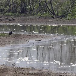 In this July 26, 2012 photo, dead fish float in a drying pond near Rock Port, Mo., as a turkey vulture paces the shore. Multitudes of fish are dying in the Midwest as the sizzling summer dries up rivers and raises water temperatures in some spots to nearly 100 degrees. 