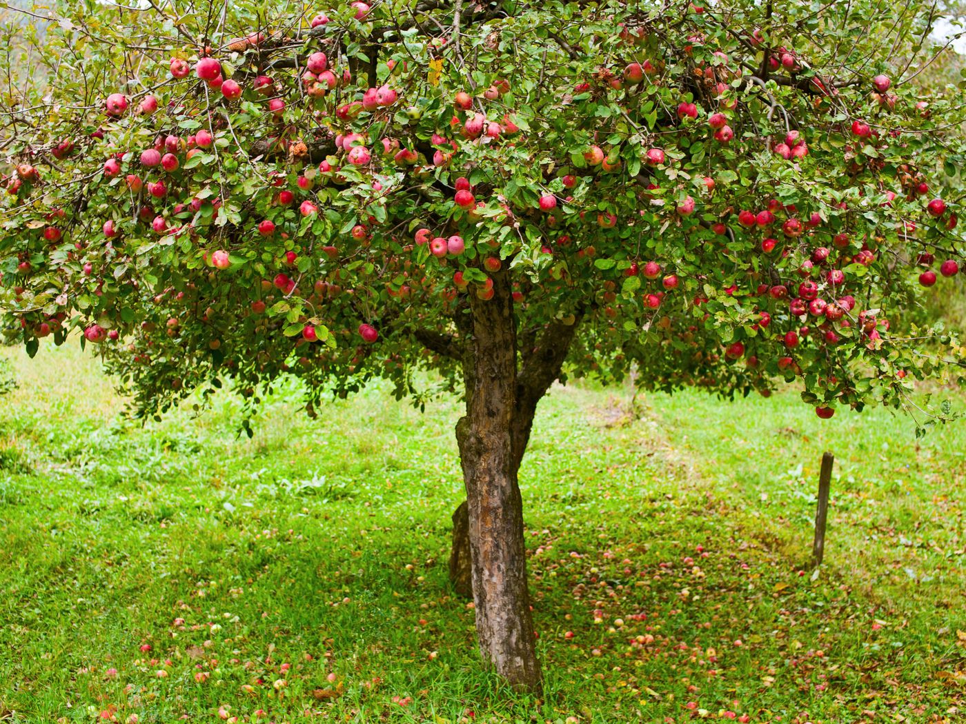 Árboles frutales de tres vías