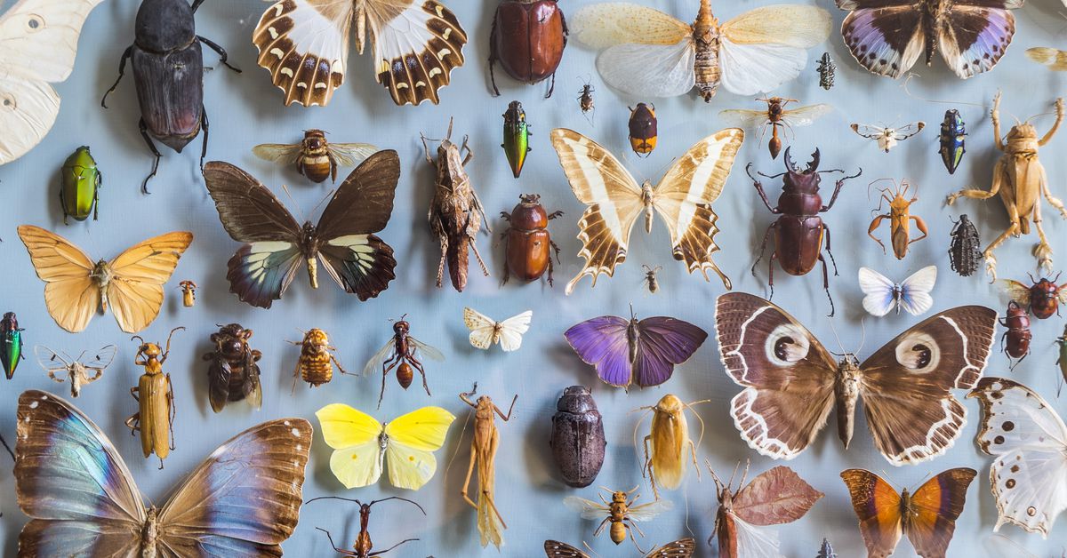 Butterflies and other insects are disappearing. It's time to worry. - Vox