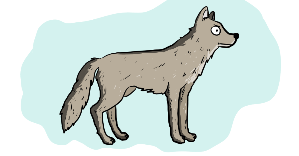 The Verge Review of Animals: the coywolf - The Verge