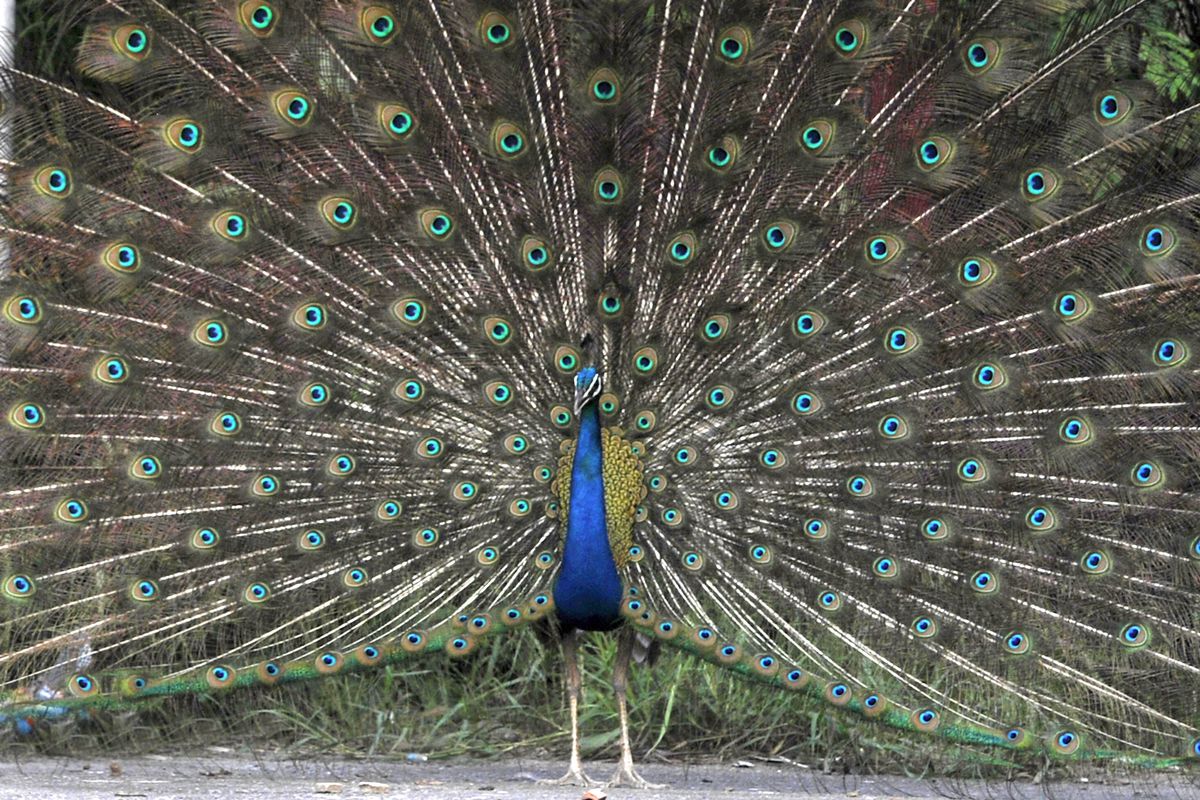 Peacock Enjoys In A Pleasant Weather In Noida