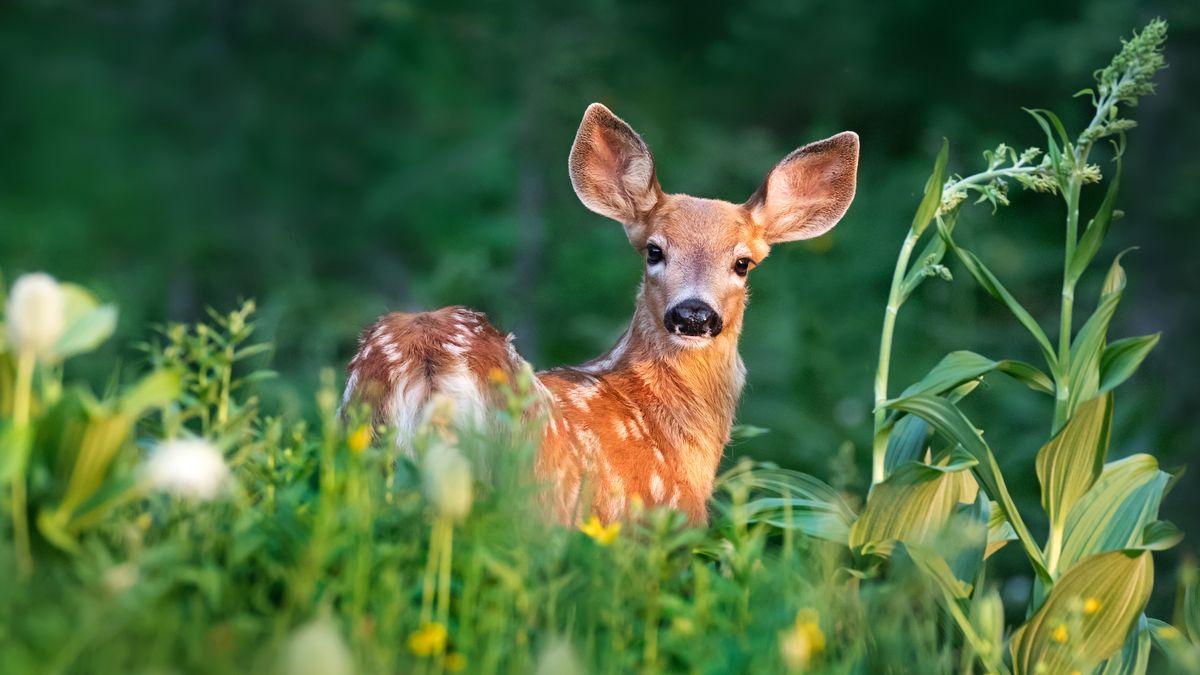 A deer with its ears up standing in a meadow looking over its shoulder at the camera.