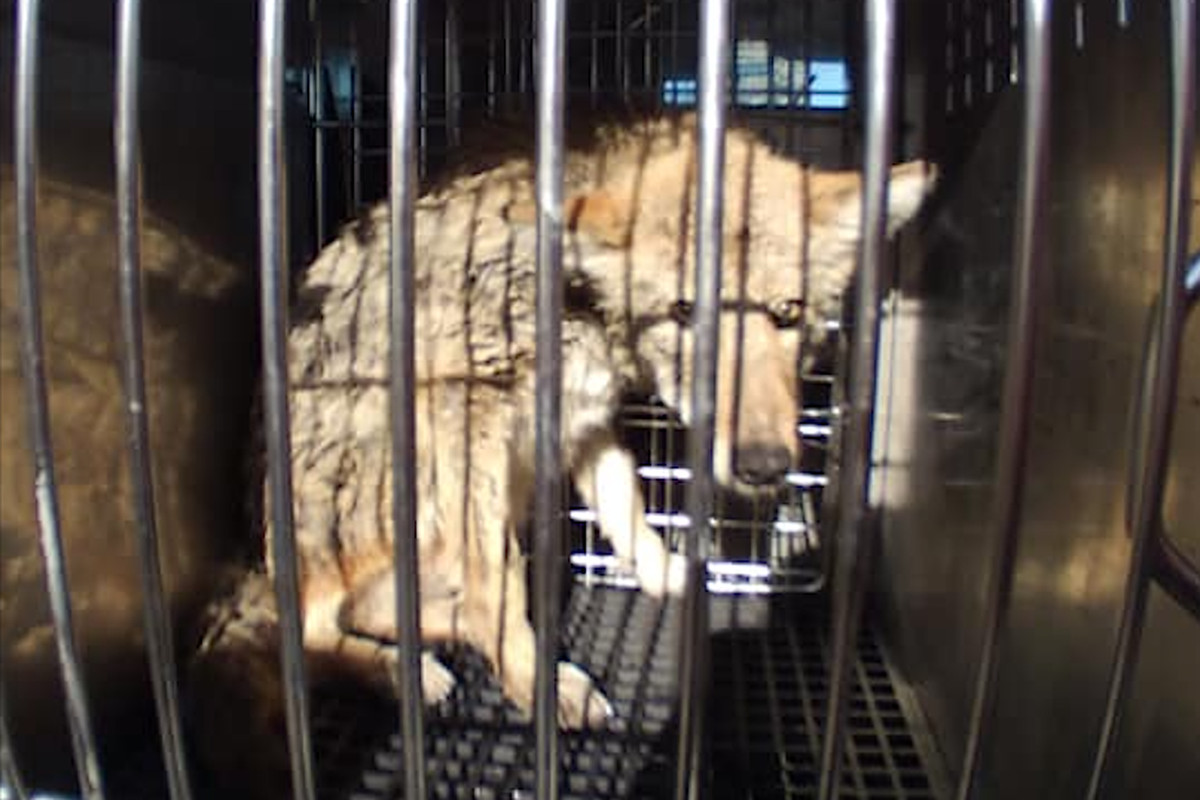 A coyote was in the care of Chicago Animal Care and Control after being pulled from Lake Michigan on Jan. 7, 2020.