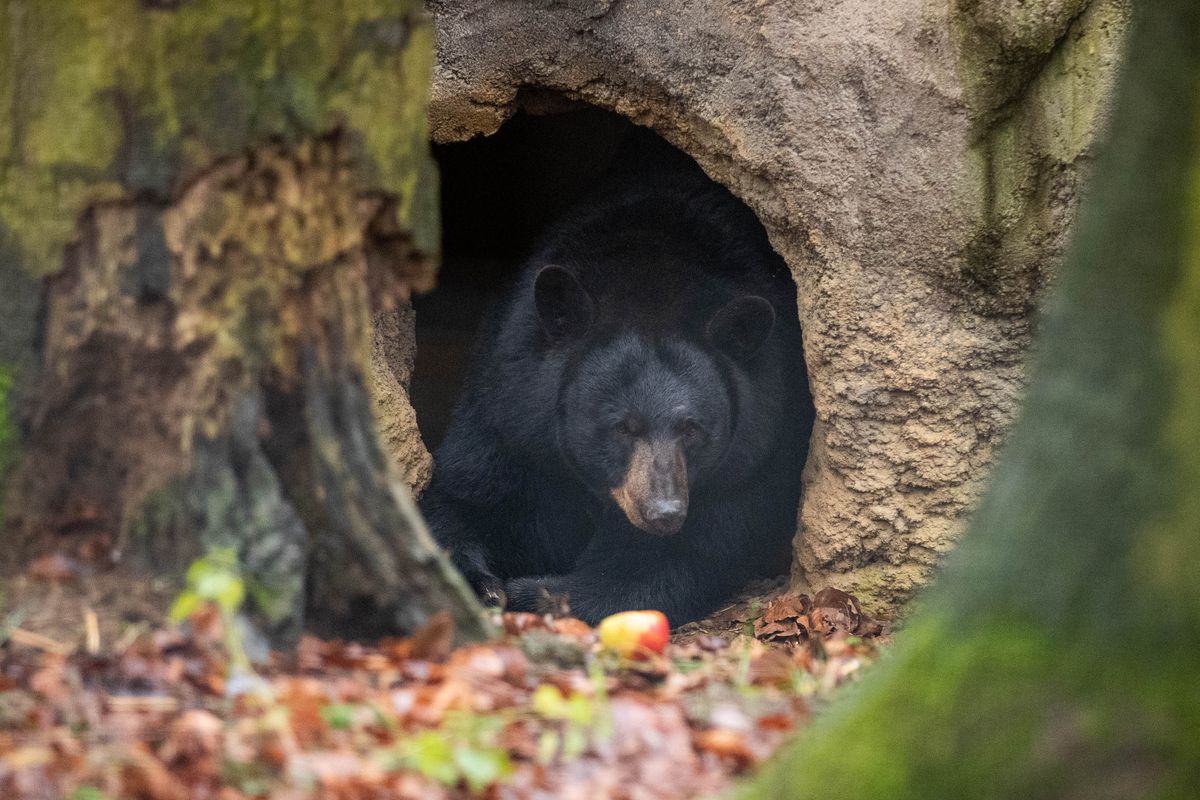 Black bear “Honey” from Malta in Osnabrück Zoo
