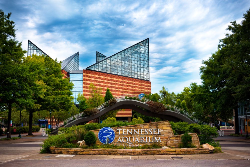 The Tennessee Aquarium is home to more than 12,000 animals in Chattanooga. 