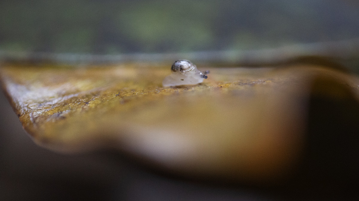 A tiny, almost translucent, white snail with a silvery shell.