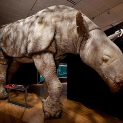 "Extreme Mammals" is a new exhibit at the Natural History Museum of Utah.