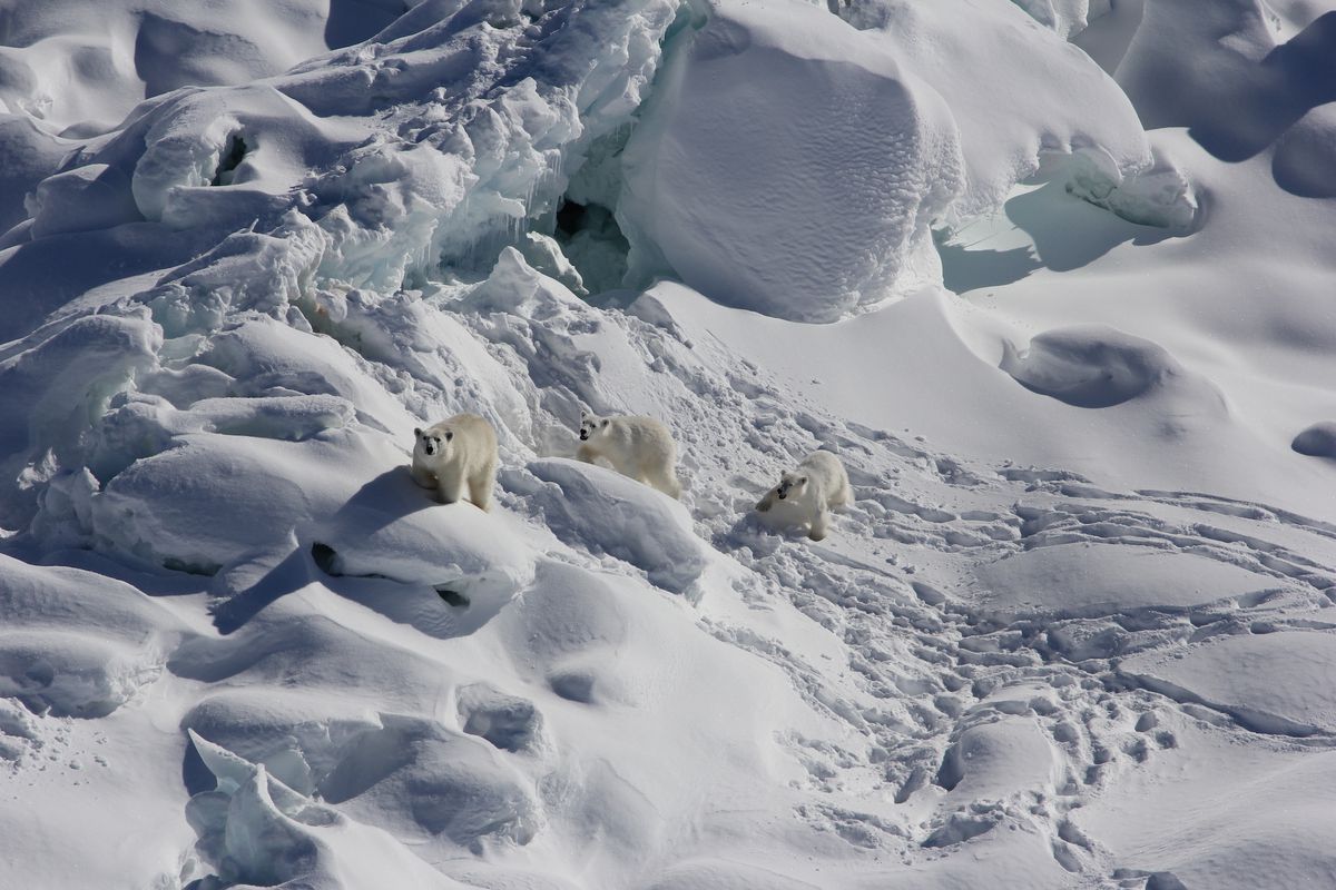 Drie ijsberen in Zuidoost-Groenland.