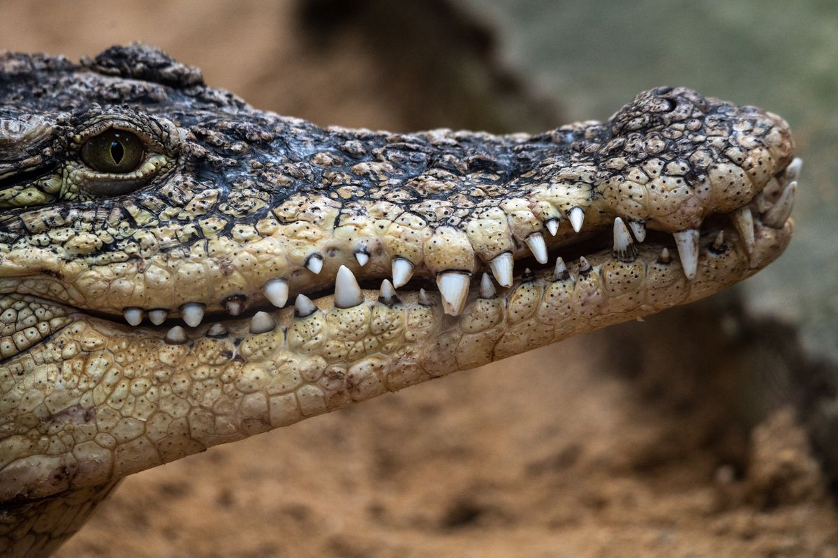 A Nile crocodile (Crocodylus niloticus) pictured in its...
