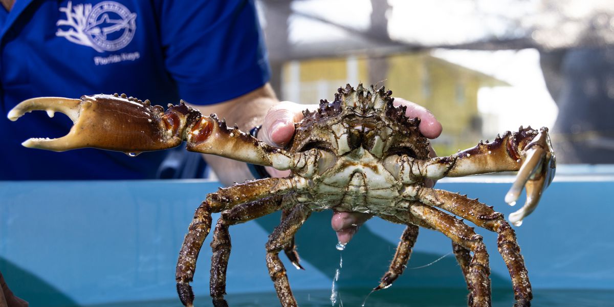 Scientists will unleash an army of crabs to help save Florida’s dying reef