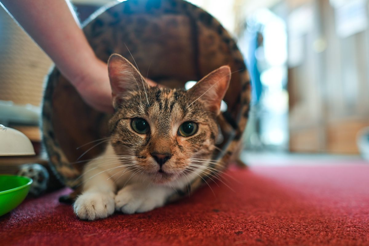 Polish scientist lists domestic cats as ‘invasive alien species’