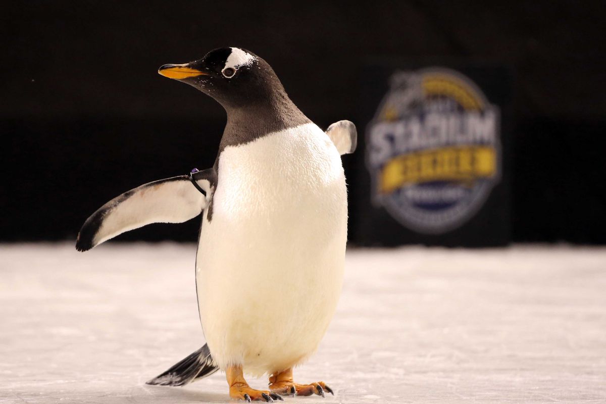 NHL: Stadium Series-Philadelphia Flyers at Pittsburgh Penguins