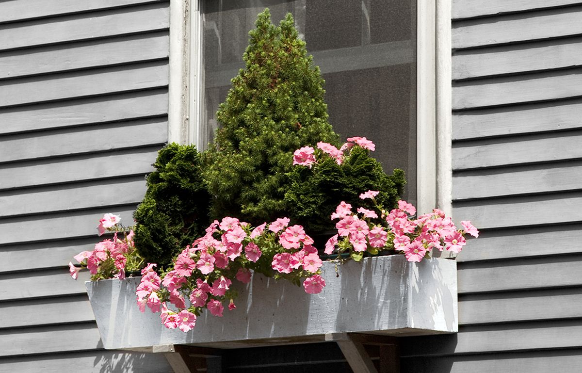 DIY Planter Box: Albert Spruch With Dwarf Cypress And Pink Petunias