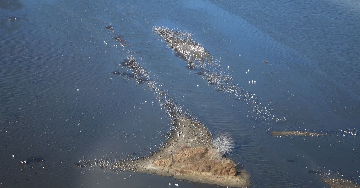 At least Aaron Yetter surveyed “the whole gamut of ducks,” including good numbers of mallards, on the aerial surveys during a week where the drought conditions and the unusual, even record, warmth, showed its impact on waterfowl and waterfowlers.