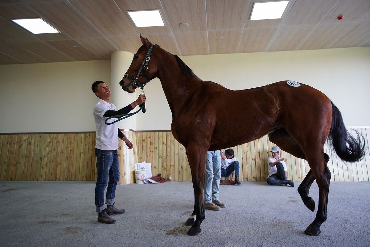 China Holds First Thoroughbred Horse Auction