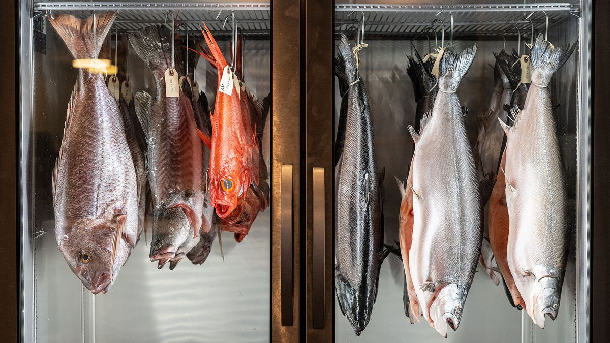 Various dry-aging fish hanging in a refrigerated case.