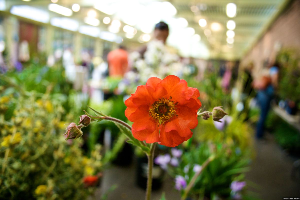 An image from an earlier Plant Sale