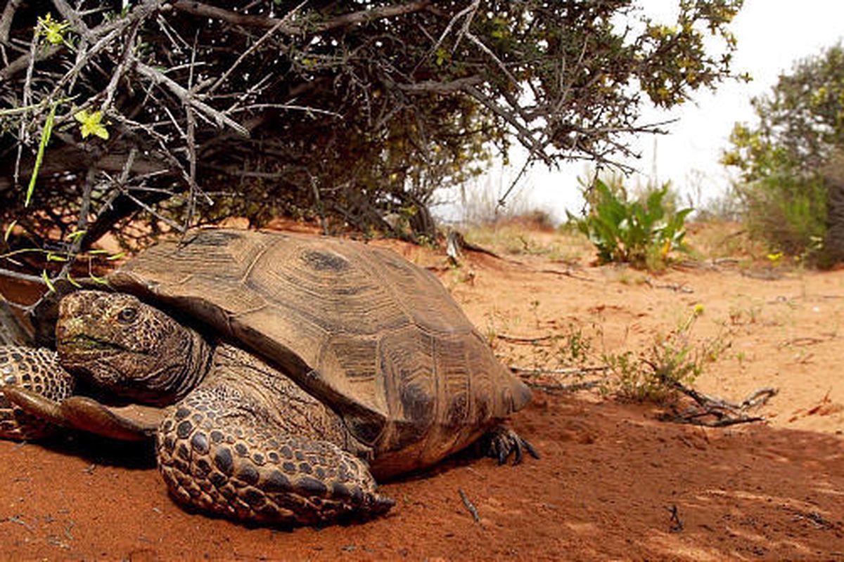 A desert tortoise finds relief from the sun under a bush in the Red Cliffs Desert Reserve north of St. George in 2001.