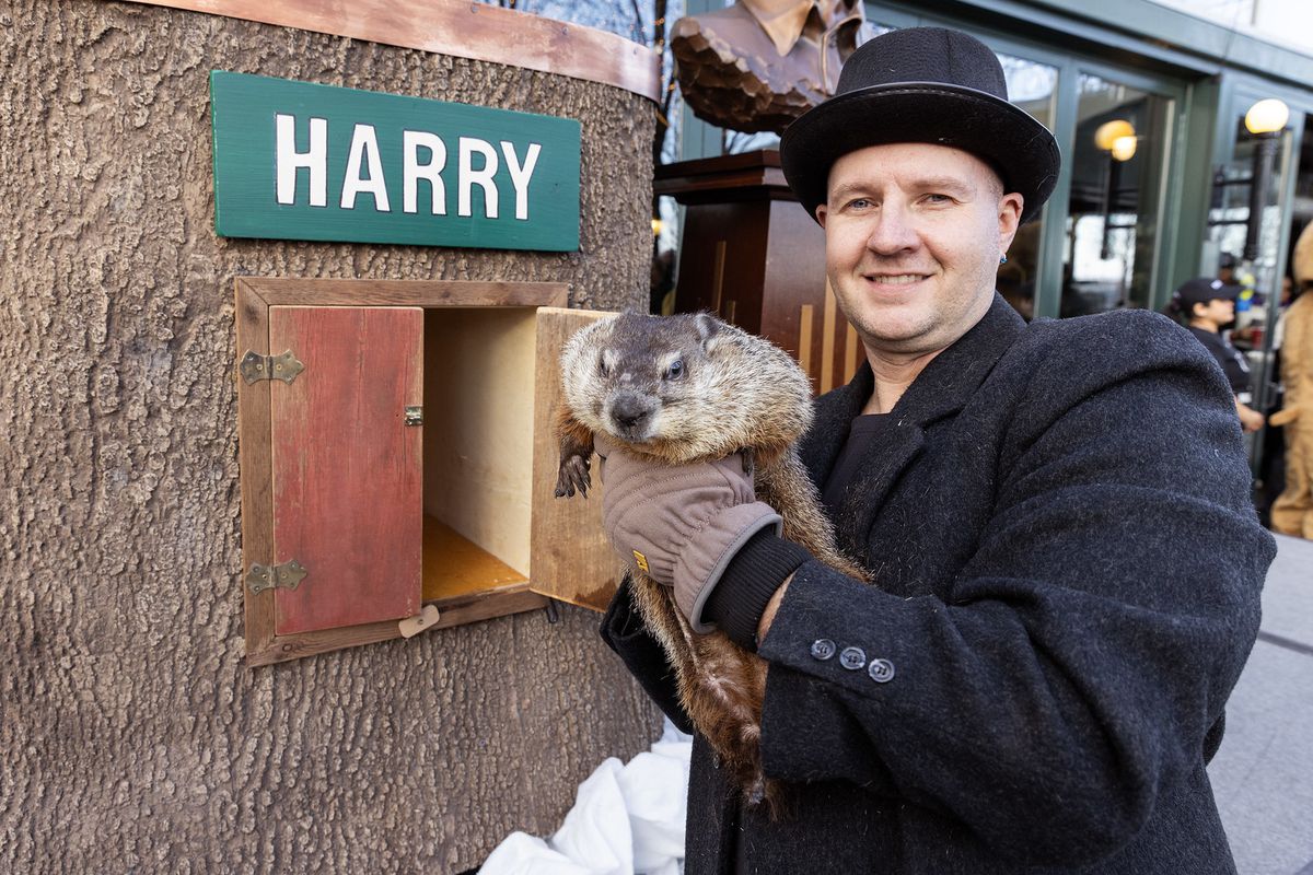 A groundhog being held by a handler.