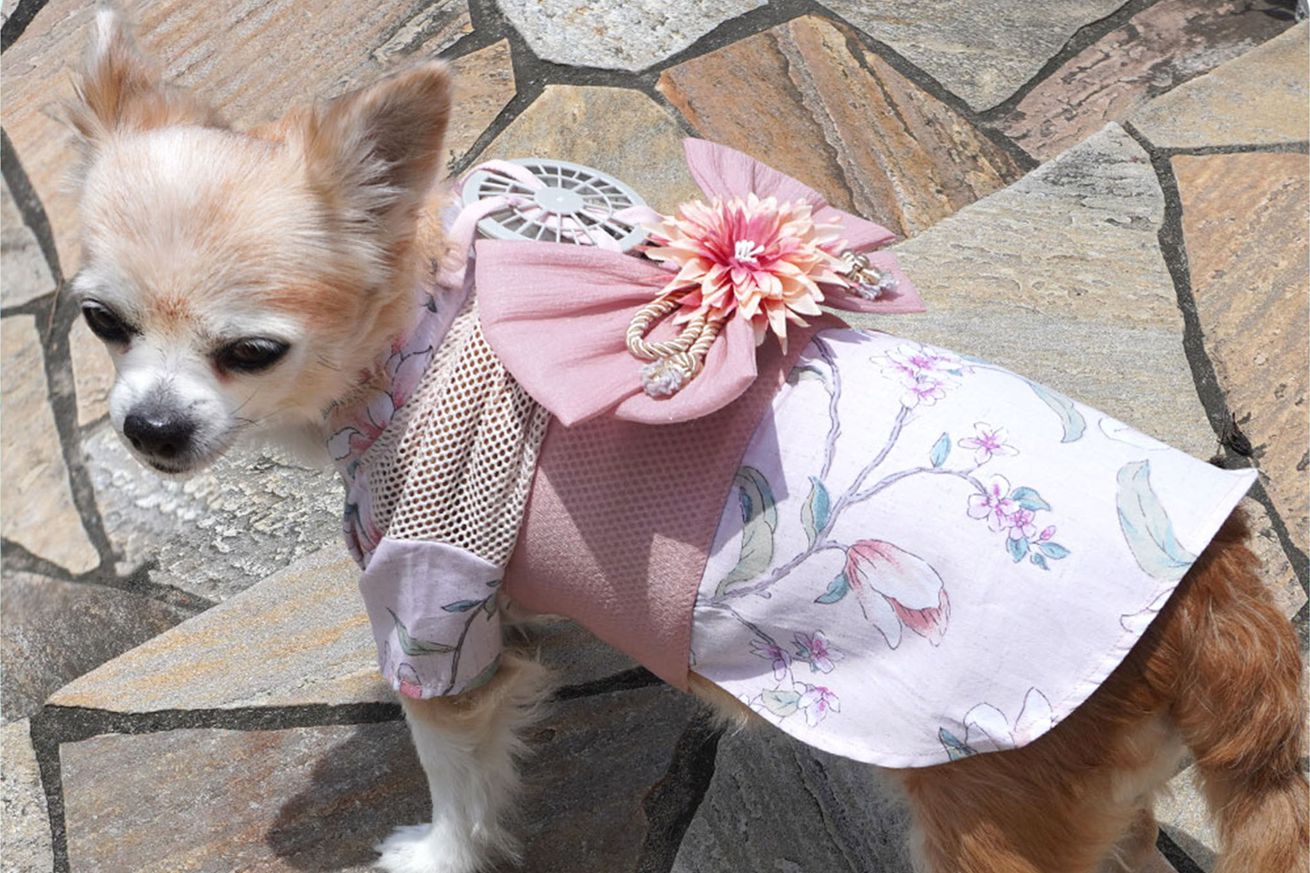 Small dog wearing a fan on its back with a summer kimono.