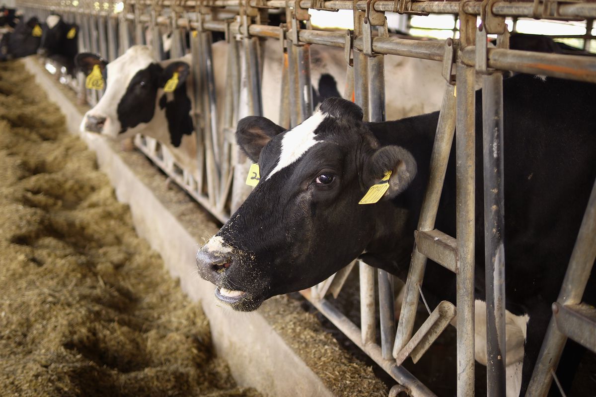 Midwest Heat Wave Threatens Productivity Of Dairy Cows