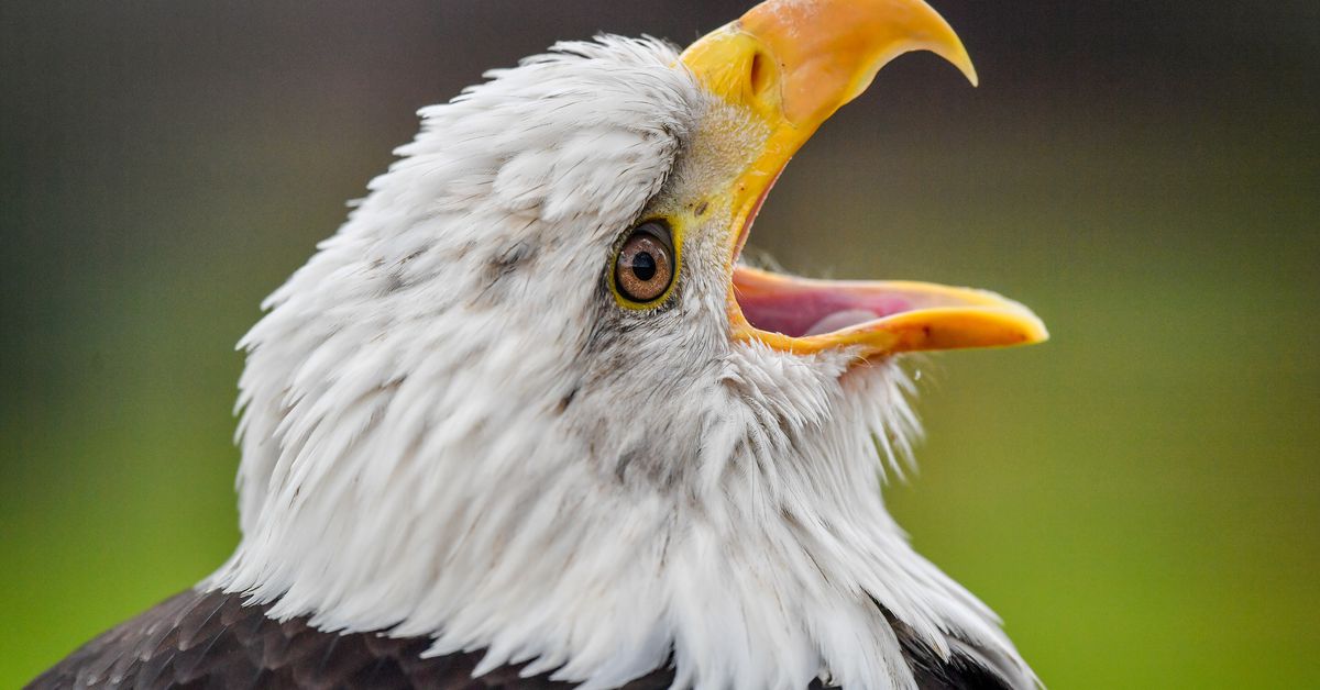 Bald eagle takes out EGLE’s drone because it’s 2020 and irony is dead thumbnail