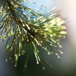 Water drips off a pine tree during a water check at Brickyard Condominiums in Salt Lake City on Tuesday, June 14, 2016.  USU Extension, along with the Jordan Valley Water Conservancy District and the Metropolitan Water District of Salt Lake and Sandy, cooperate in Slow the Flow Water Check program.