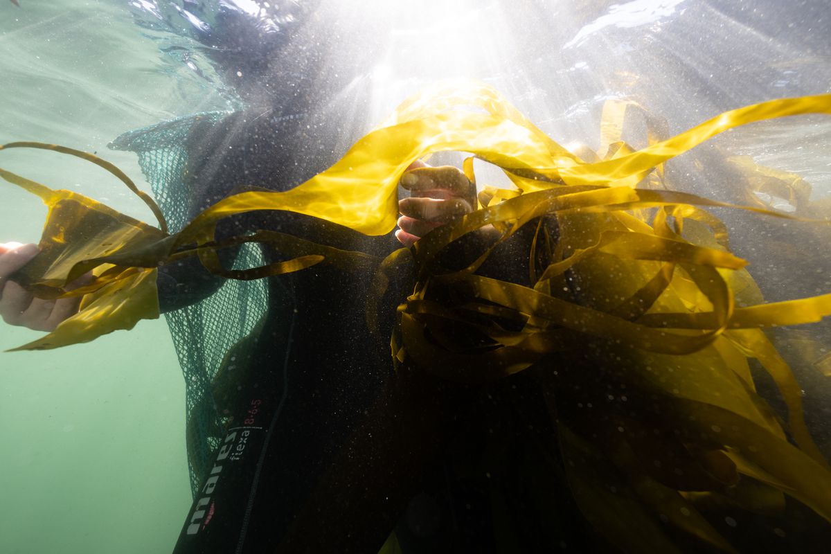 A scuba diver with a mesh collecting bag picks samples off the sea floor.