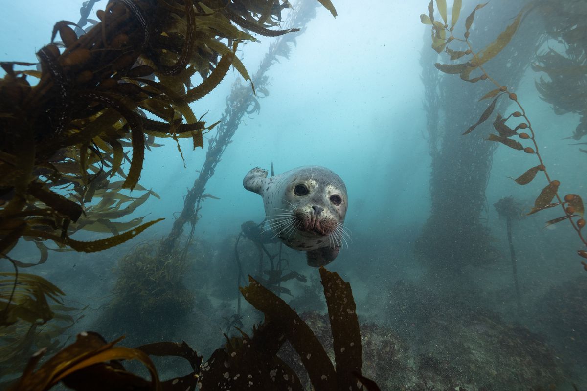 A seal swimming toward the camera in a kelp forest.