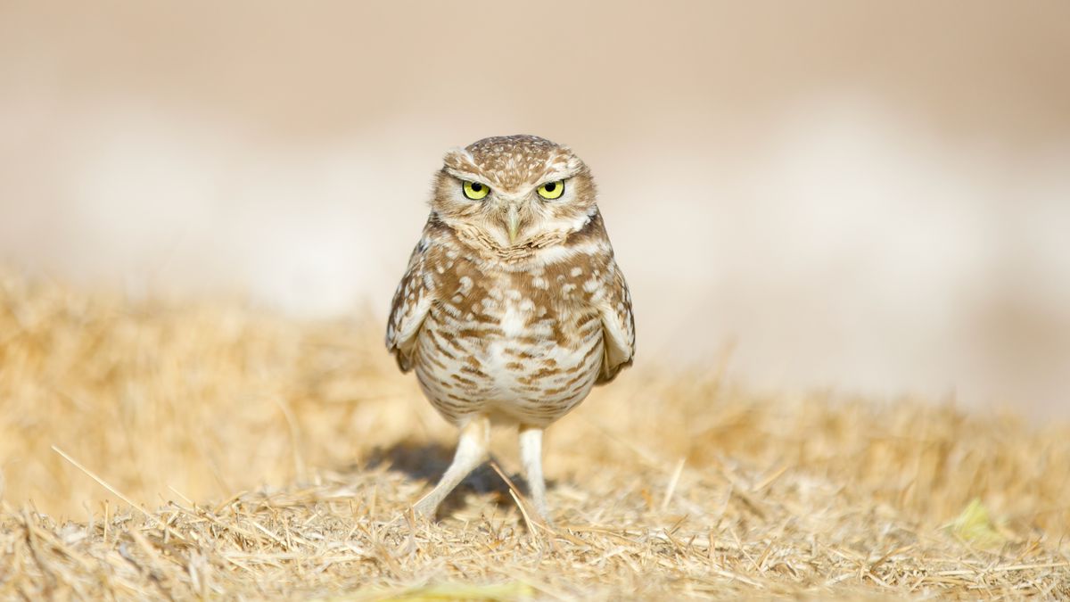A burrowing owl standing on dead grass.