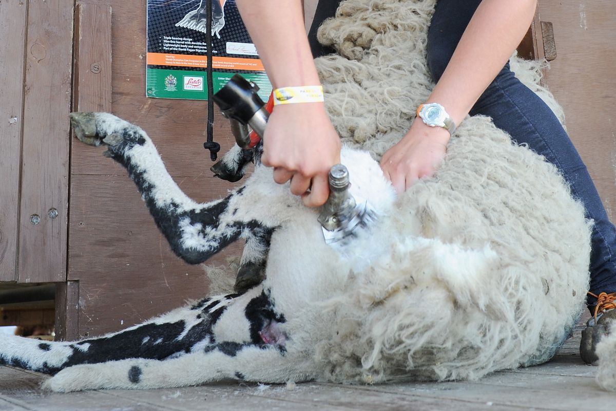 First Day Of The Great Yorkshire Show