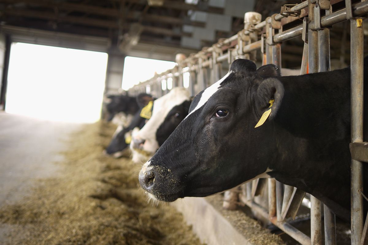 Midwest Heat Wave Threatens Productivity Of Dairy Cows