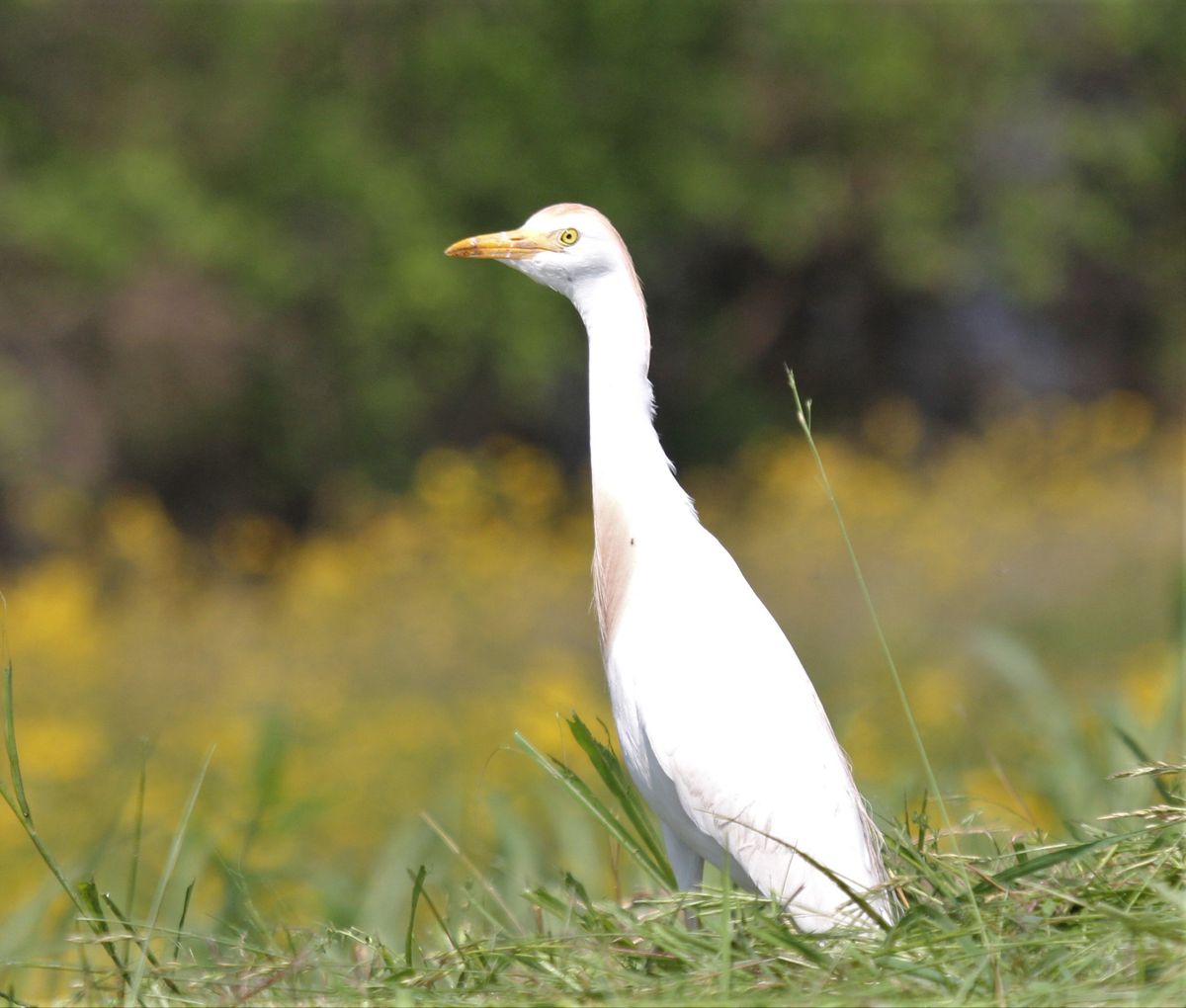 A cattle egret, eating along a newly mowed roadside on Grand Tower Levee during a tour with Winkeler’s Wings and Wildlife. Credit: Dale Bowman