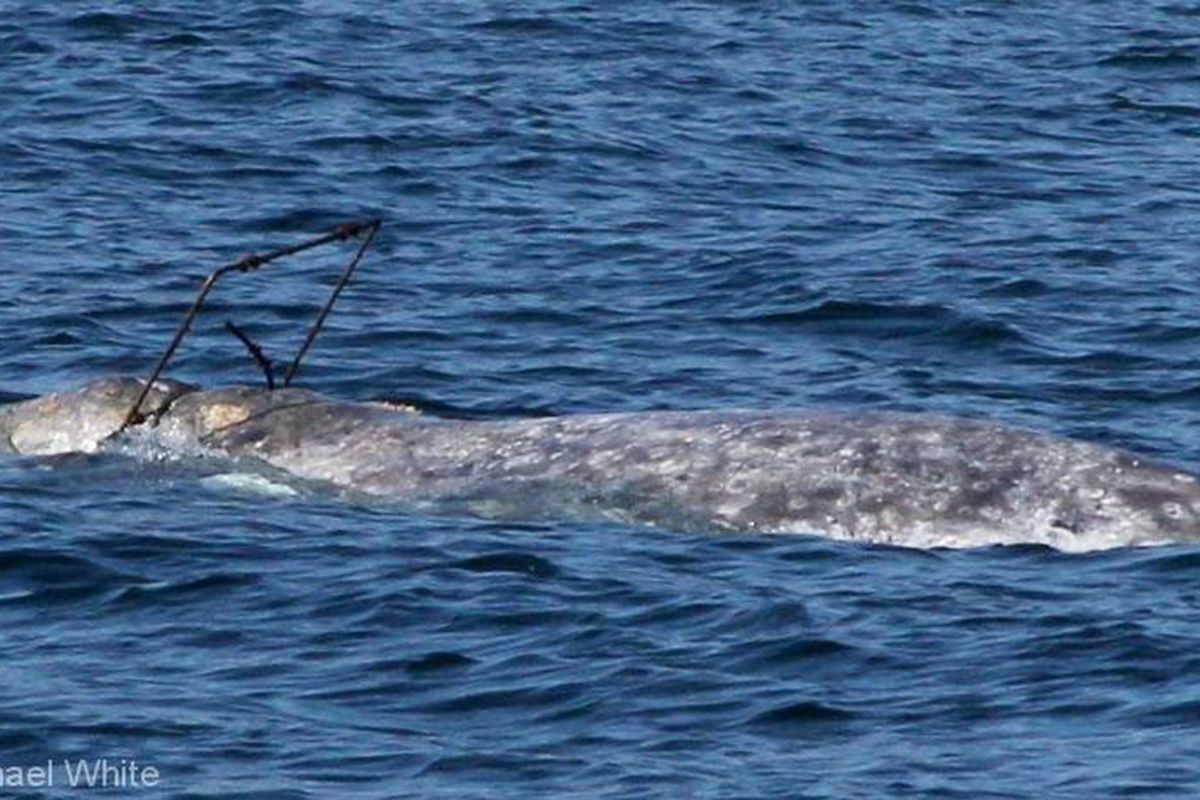 No one knows yet what the metal frame is, where it came from, or how it ended up around this whale’s neck. Photo by Michael White, courtesy of marinelifestudies.org